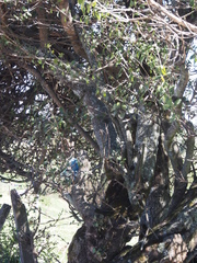 Citharexylum ilicifolium