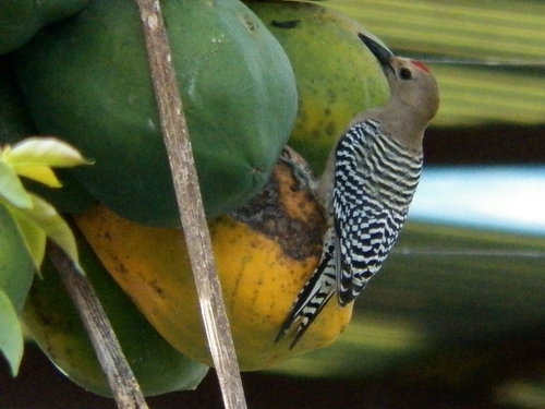 Gila Woodpecker