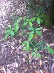 Pittosporum ralphii