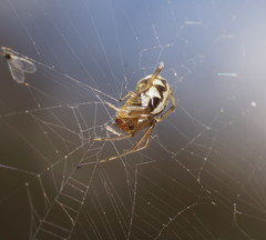 Zygiellinae
