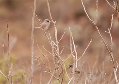 Junco hyemalis mearnsi