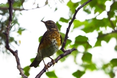 Turdus obscurus