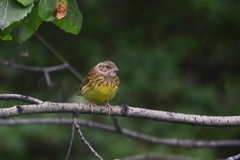 Emberiza rutila