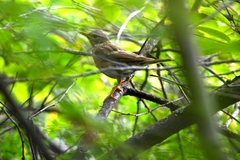 Turdus obscurus