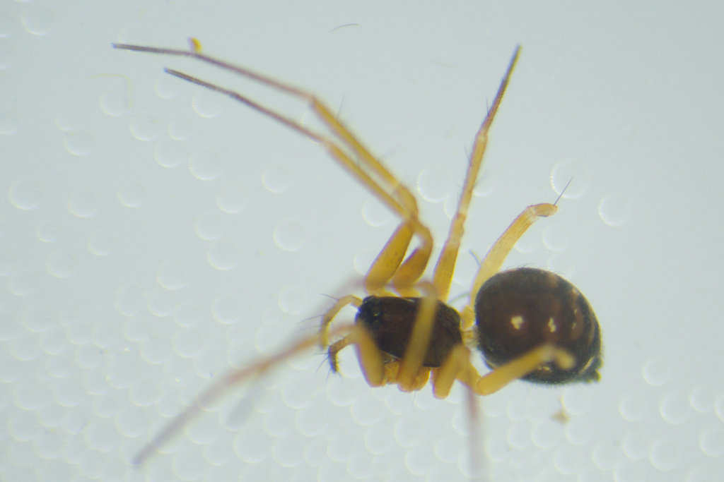 Obscuriphantes