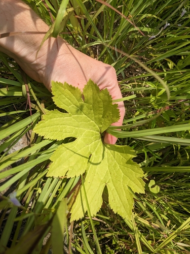 Image of Ozark Tassel-Rue (Trautvetteria applanata) by (c) Alaina Krakowiak, some rights reserved (CC BY)