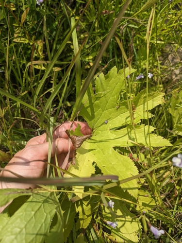 Image of Ozark Tassel-Rue (Trautvetteria applanata) by (c) Alaina Krakowiak, some rights reserved (CC BY)
