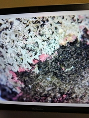 Marchandiomyces corallinus