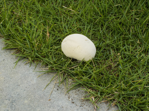 Lycoperdon