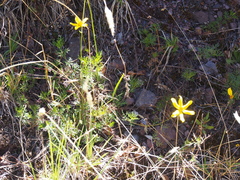 Bidens andicola