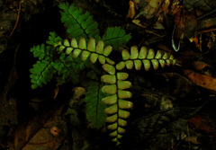 Adiantum latifolium
