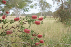 Melaleuca wimmerensis