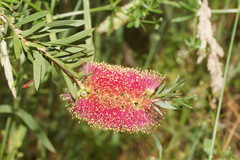 Melaleuca wimmerensis