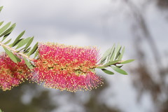 Melaleuca wimmerensis