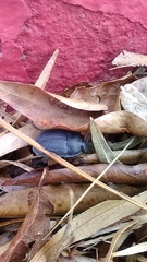 Eusattus reticulatus