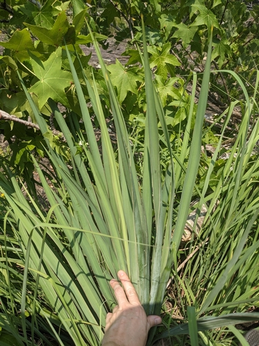 Image of Yucca flaccida by (c) Alaina Krakowiak, some rights reserved (CC BY)