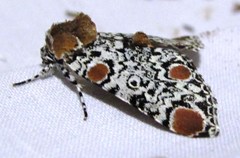 Harrisimemna trisignata