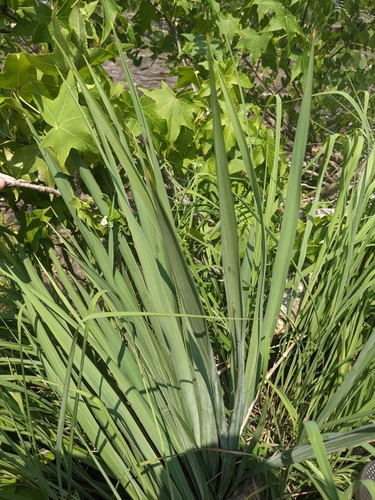 Image of Yucca flaccida by (c) Alaina Krakowiak, some rights reserved (CC BY)