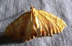 Eulithis