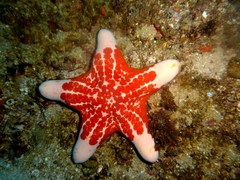 Choriaster granulatus