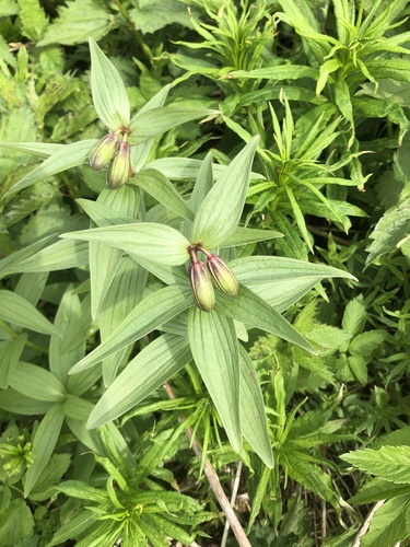Rice root