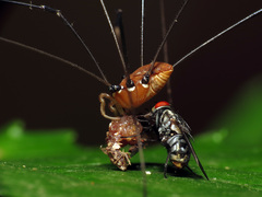 Leiobunum euserratipalpe
