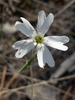 Silene linnaeana - Photo (c) naturalisttt, some rights reserved (CC BY-NC), uploaded by naturalisttt