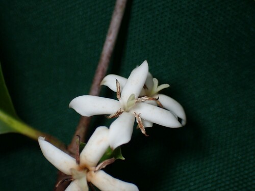 Image of Ixora foetida by (c) Dominik Maximilián Ramík, some rights reserved (CC BY)