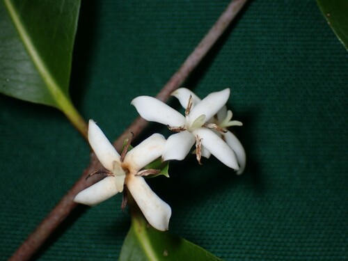Coffea triflora (Ixora foetida)
