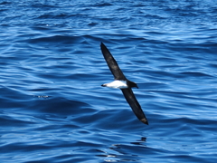 Pseudobulweria rostrata