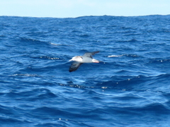 Calonectris leucomelas