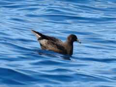 Procellaria parkinsoni