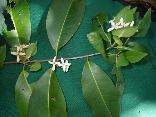 Image of Ixora foetida by (c) Dominik Maximilián Ramík, some rights reserved (CC BY)