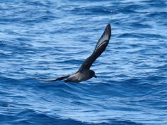 Pterodroma solandri