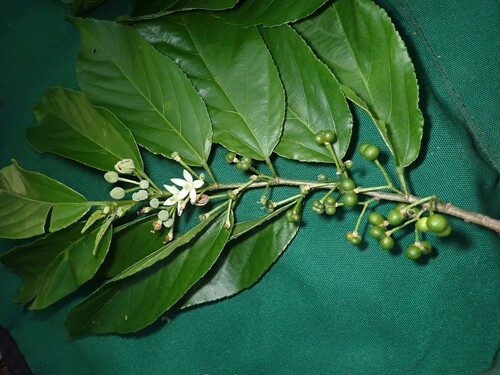 Grewia crenata observed 2023-05-08