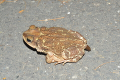 Peltophryne peltocephala