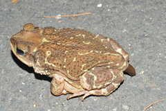 Peltophryne peltocephala