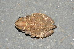 Peltophryne peltocephala