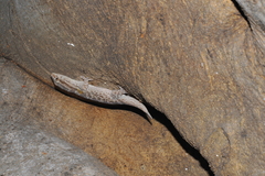 Tarentola americana