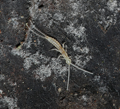 Diplura