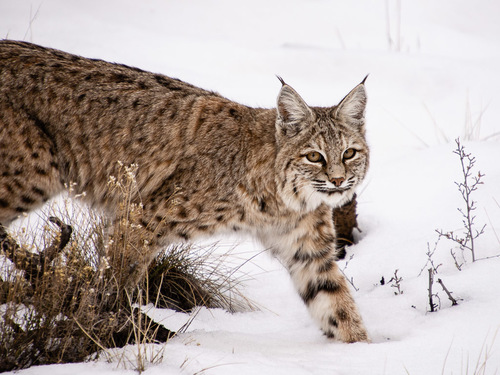 Bobcat photographed in Colorado