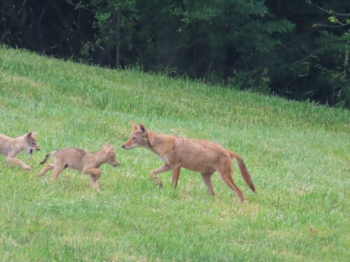 Coyote photographed in Missouri