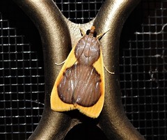 Prooedema inscisalis