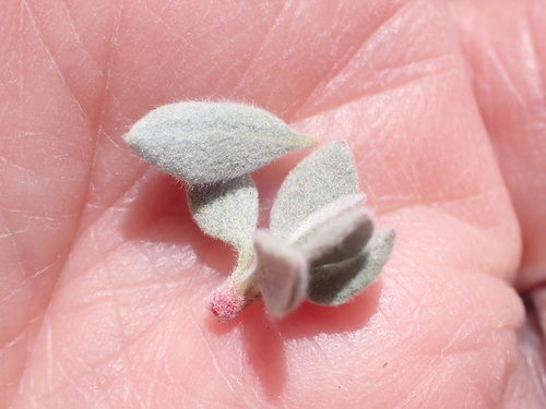 Image of Eriogonum prattenianum by no rights reserved