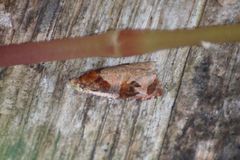 Olethreutes footiana