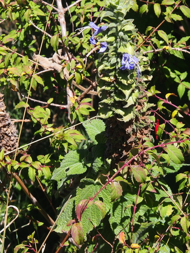 Warding Sage (Salvia macrostachya)