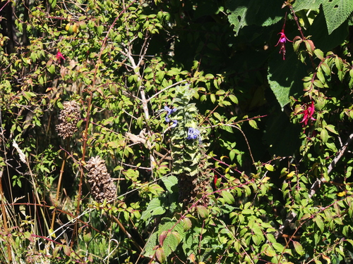 Image of Salvia macrostachya by (c) Lena Struwe, some rights reserved (CC BY-SA)