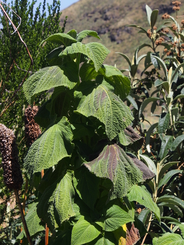 Image of Salvia macrostachya by (c) Lena Struwe, some rights reserved (CC BY-SA)