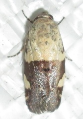 Acontia