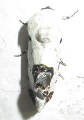 Acontia